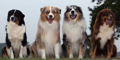 Australian Shepherds come in a variety of colors!